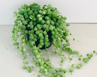 String of Pearls (Senecio Rowleyanus) Trailing Houseplant, Various Pot Sizes