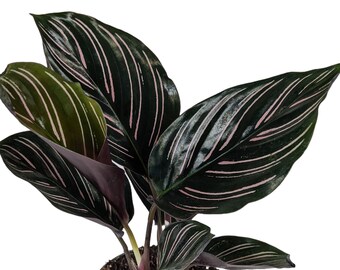 Calathea Ornata - Rare Variegated Pink/Green Indoor House Plant