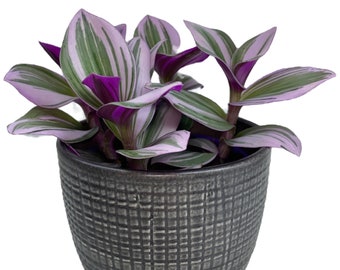 Tradescantia Nanouk with Grey Planter