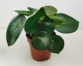 Peperomia Polybotrya Raindrop Houseplant - Two Sizes