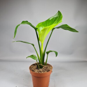 May include: A houseplant in a brown plastic pot, featuring large, green leaves. The plant is set in soil and moss. The leaves are a vivid green, with fresh, lighter yellow-green growth emerging.
