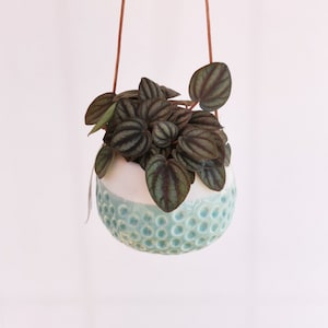 May include: A hanging planter with a white and light blue ceramic pot with a textured surface. The pot is filled with a green and brown leafy plant.
