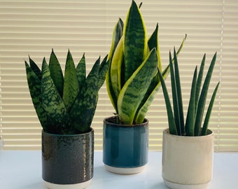 Ceramic Plant Pot Etsy