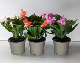 Celebrate the Season with our Christmas Cactus: A Festive Burst of Color and Joy! Schlumbergera 9cm