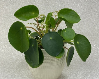 Chinese money plant - Pilea Peperomioides - ideal gift or wedding favour