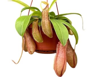 Nepenthes Alata Linda House Plant - Carnivorous Pitcher Plant - Monkey Jars - 14cm Hanging plant