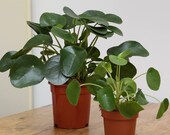 Chinese money plant (Pilea peperomioides)