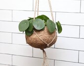 Pilea Peperomioides, Kokedama hanging planter, Chinese Money Plant