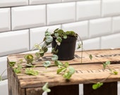 String of Hearts (Ceropegia) Houseplant