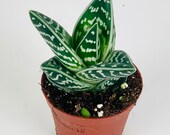 Variegated Aloe Succulent Houseplant, 8cm Pot