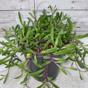 Senecio Herreianus Purple Flush Rare Trailing Houseplant, 6cm & 12cm hanging - String of Bananas