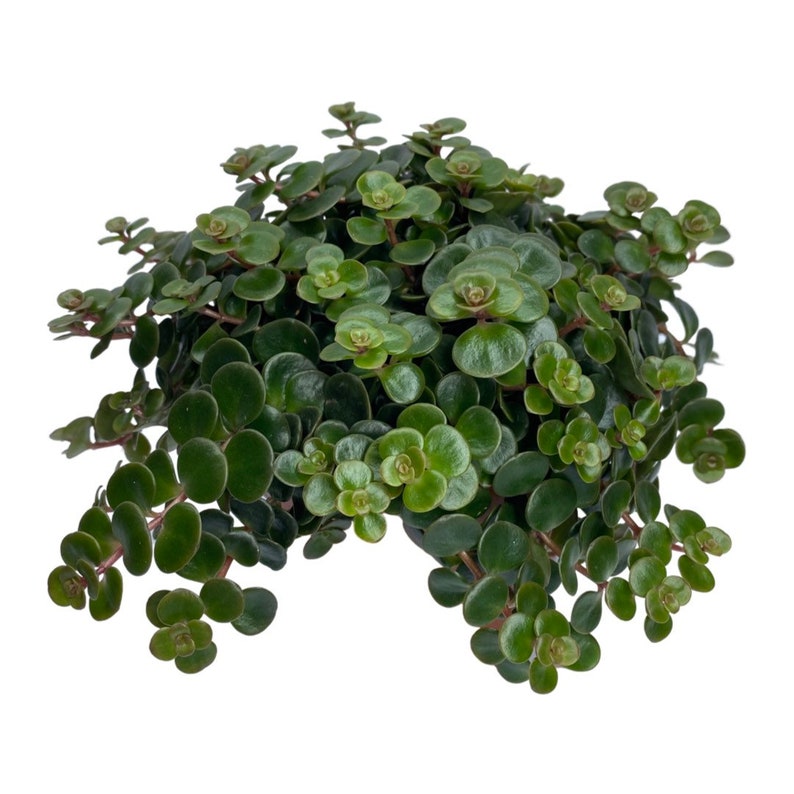 Puede incluir: Primer plano de una planta suculenta verde con hojas redondas y carnosas. La planta est&aacute; creciendo en una maceta, pero la maceta no es visible en la imagen.