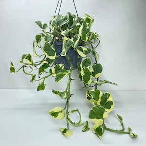May include: A hanging plant with variegated leaves in a grey pot. The plant has long trailing vines with green and white leaves.