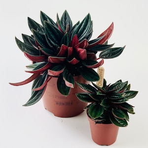 May include: Two potted plants with green leaves and red undersides. The larger plant has a brown pot with a label that says "BAMBINO". The smaller plant has a brown pot.