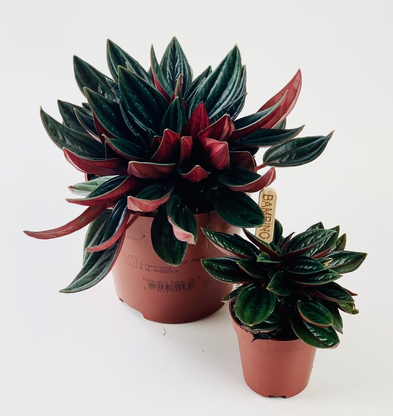 May include: Two potted plants with green leaves and red undersides. The larger plant has a brown pot with a label that says "BAMBINO". The smaller plant has a brown pot.