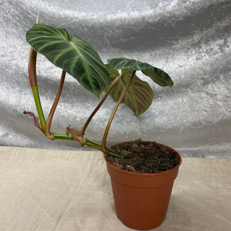 Philodendron Verrucosum VERY Rare House Plant UK Stock. Etsy UK