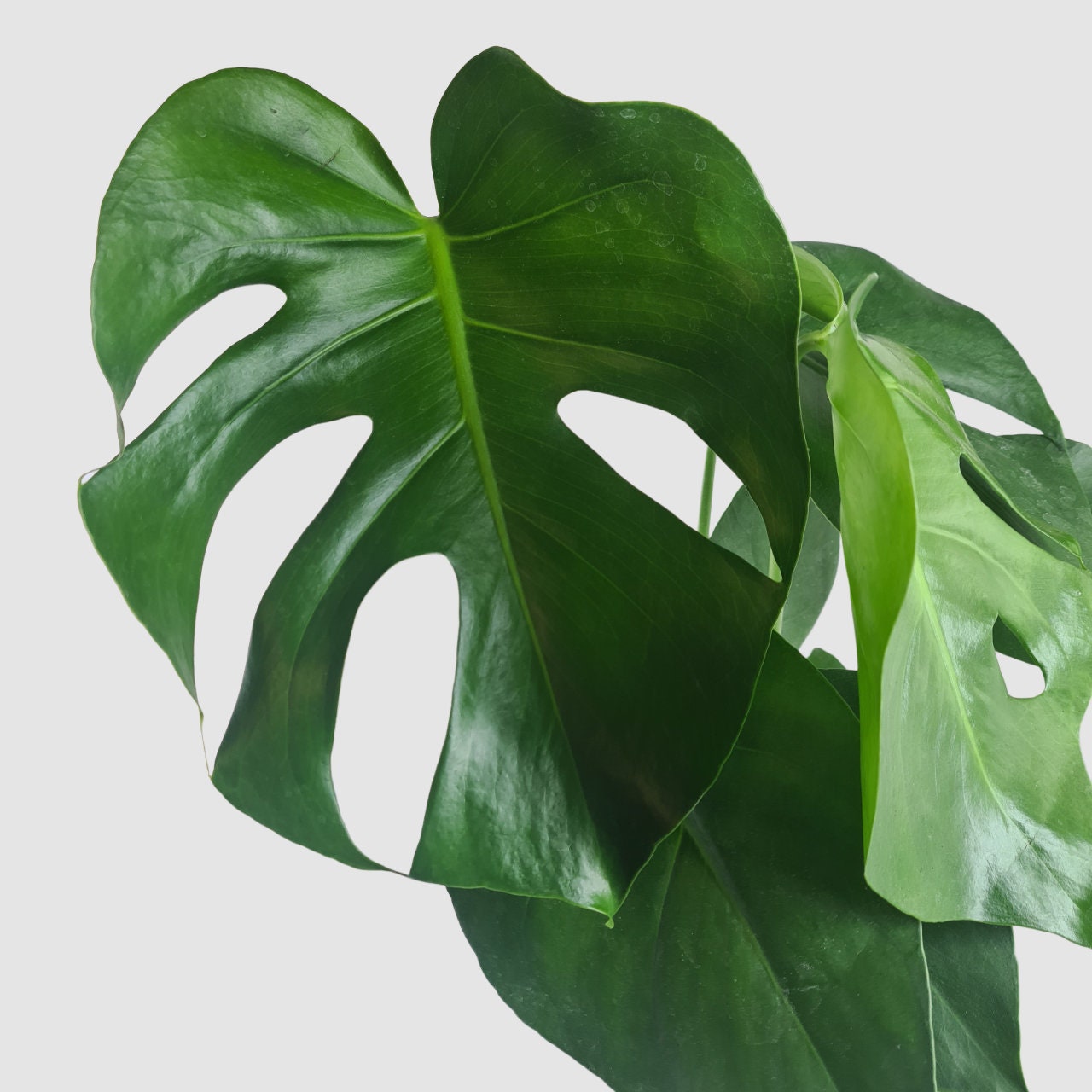 Monstera Deliciosa Swiss Cheese House Plant Optional Etsy UK