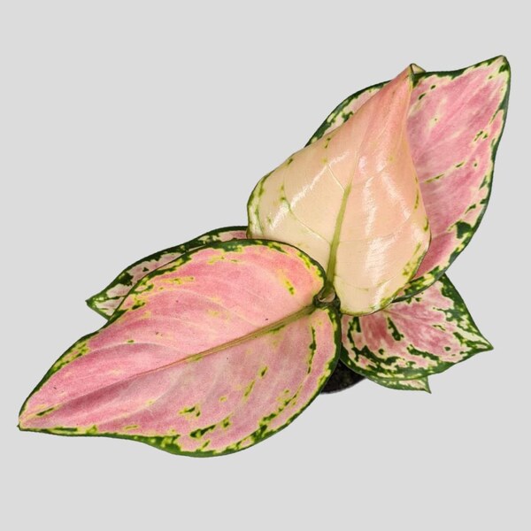 Baby Pink Princess Aglaonema - Chinese Evergreen - House plant 6cm pot - indoor plant