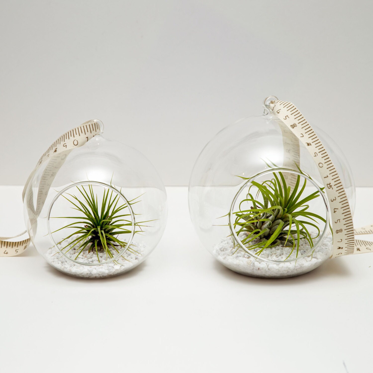 Pair of Hanging Glass Ball Terrariums With Airplants Unusual Etsy UK