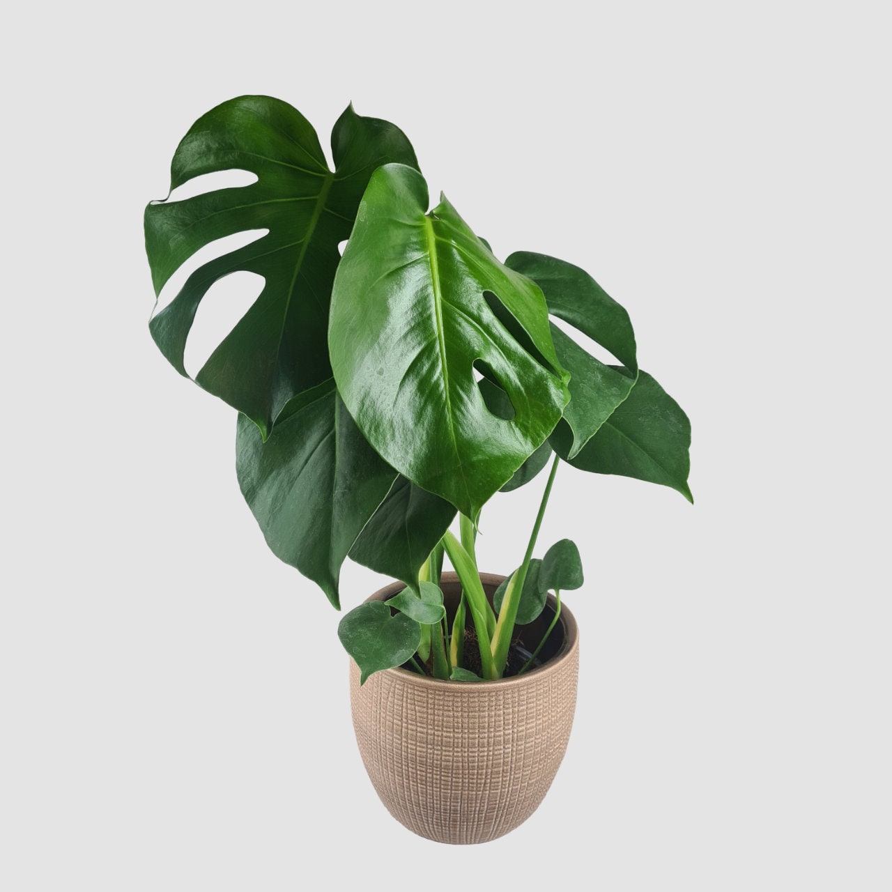 Monstera Deliciosa Swiss Cheese House Plant Optional Etsy UK
