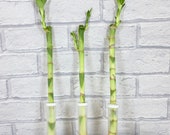 Dracaena Sanderiana - Lucky Bamboo Plant - ideal gift - Feng Shui - good luck