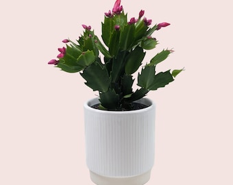 Flowering Cactus and Planter Set - Mothers Day Gifting - Schlumbergera with pink/red flowers - Indoor plant gift