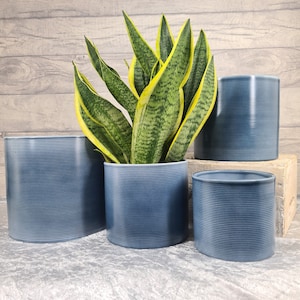 May include: Four blue ceramic planters with a ribbed texture. The planter in the centre is holding a green and yellow snake plant.