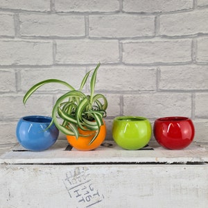 May include: Four ceramic pots in different colours: blue, orange, green, and red. A green plant with long, thin leaves is growing in the orange pot.