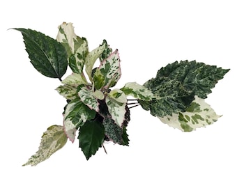 Hibisco variegado, adorable planta de interior en miniatura - maceta de 6 cm / maceta de 12 cm