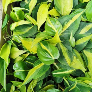 May include: A close-up of a bunch of green and yellow variegated leaves. The leaves are arranged in a random pattern and have a glossy finish.