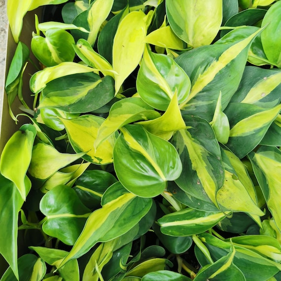 Philodendron Scandens Brasil Trailing Houseplant, Brazil - Etsy Israel