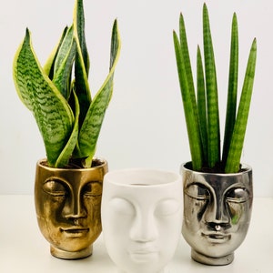 May include: Three potted snake plants in decorative face-shaped planters. The planters are gold, silver, and white.