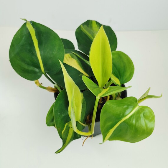 light with plant Fluora Floor Plant | Elevated Mood Lighting main image 1