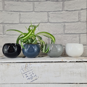 May include: Four small, round ceramic plant pots in black, blue-grey, grey, and white. The blue-grey pot contains a spider plant with long, green and white striped leaves. The pots are arranged on a white wooden surface.