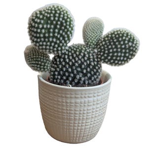 May include: A bunny ear cactus in a white, textured ceramic pot. The cactus has green, pad-like stems with white dots. The pot has a woven pattern. The plant is a popular houseplant, often grown for its unique appearance.