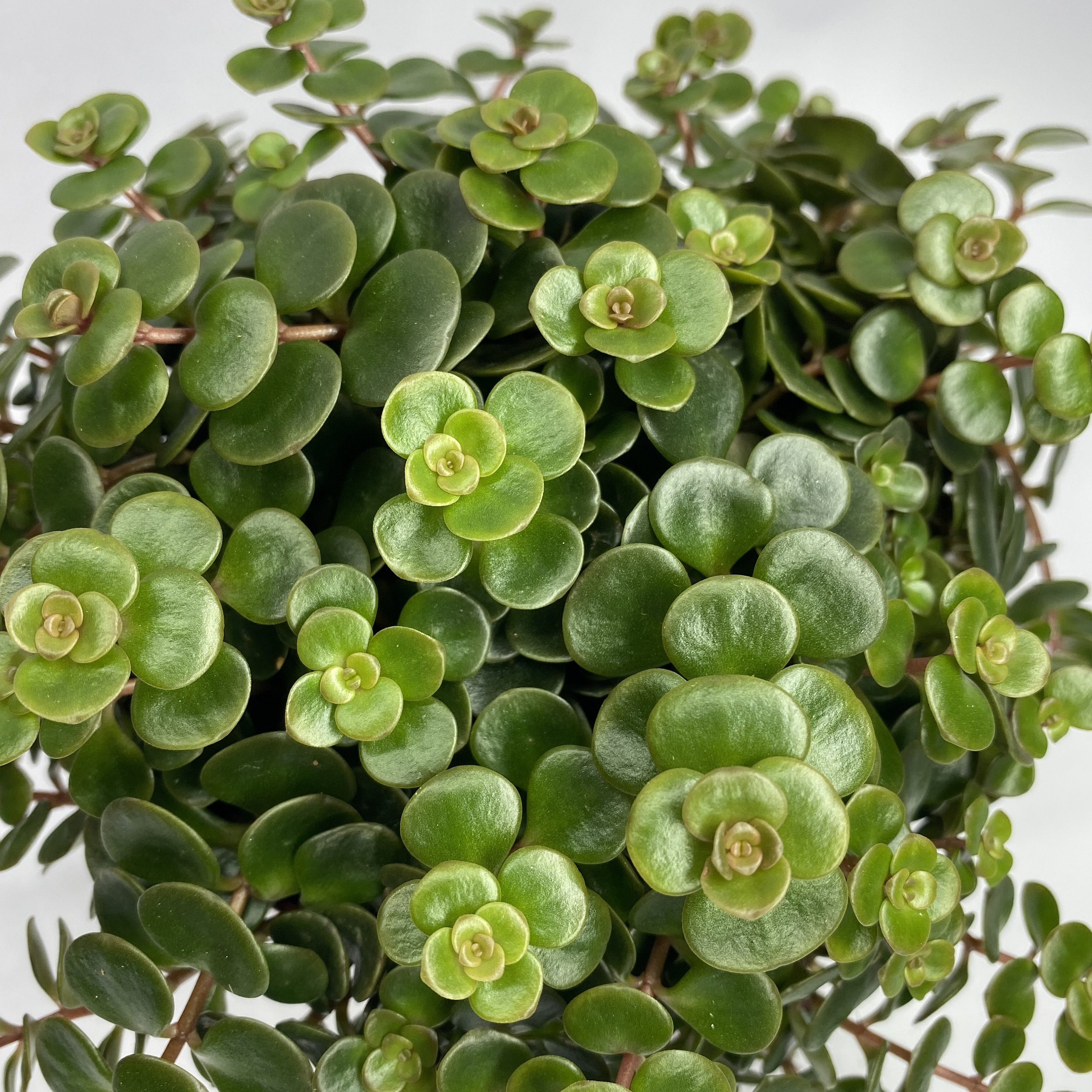 Trailing Succulent - Etsy UK