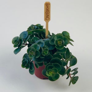 Puede incluir: Una peque&ntilde;a planta suculenta verde en una maceta marr&oacute;n con una estaca de madera etiquetada como "BAMBINO".