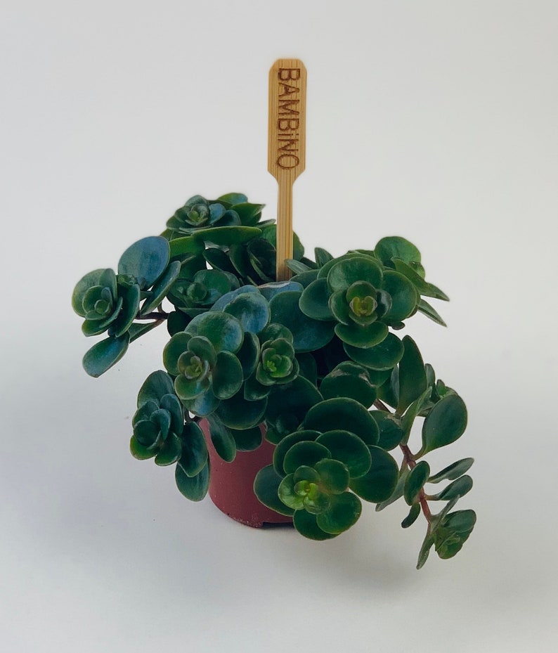 Puede incluir: Una peque&ntilde;a planta suculenta verde en una maceta marr&oacute;n con una estaca de madera etiquetada como "BAMBINO".