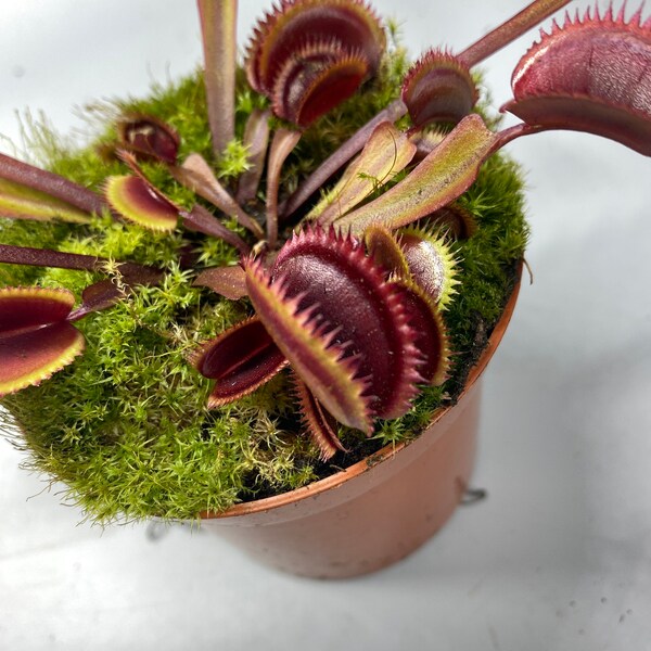 Dionea Muscipula Red Dragon - Venus Flytrap