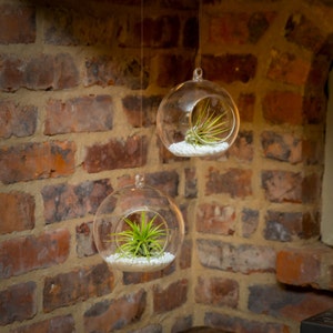 Pair of Hanging Glass Ball Terrariums with Airplants and accessories - unusual houseplant gift - modern plant display