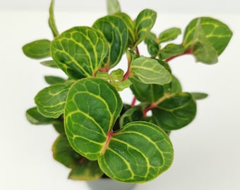 Iresine Herbstii Mini Houseplant - 6cm Pots
