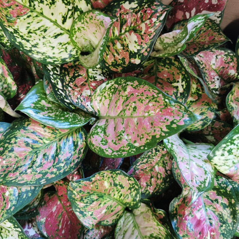 Chinese Evergreen Aglaonema Red & Pink Camo Print RARE | Etsy