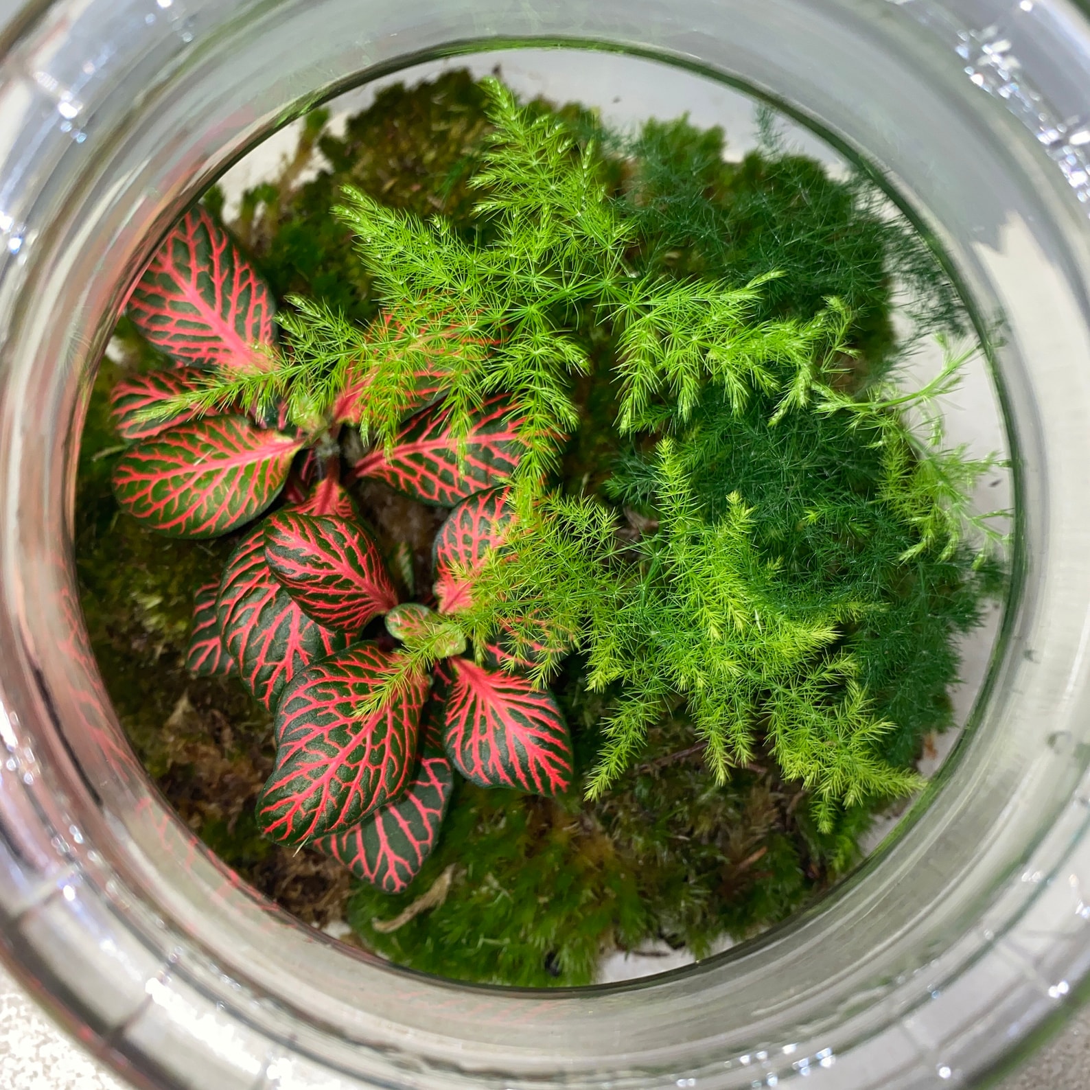 Glass Jar Terrarium DIY Kit Plants and Accessories Etsy UK