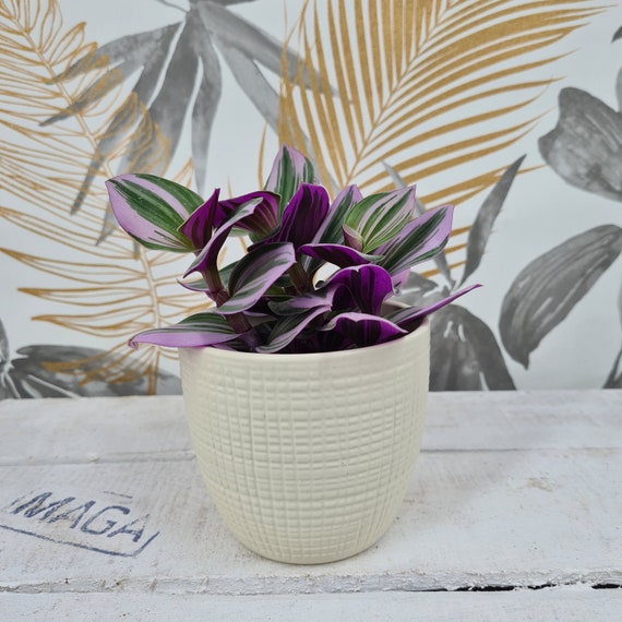Planta Tradescantia Nanouk - Rosa, Resistente, Fácil De Cuidar, Ideal Para Principiantes En Jardinería