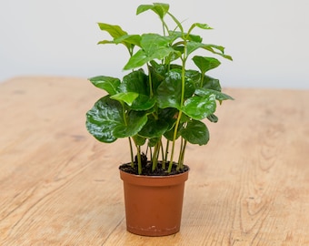 Planta de café (Coffea Arabica), variedad de tamaños y macetas: regalo ideal y original para profesores, el Día del Padre o bodas.
