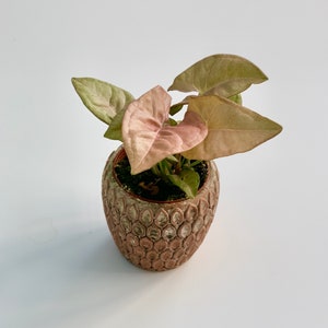 Syngonium Podophyllum 'Neon Robusta' Houseplant, Krinkle Rose