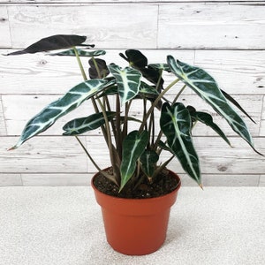 Alocasia Curly Bambino - Elephants Ear houseplant - optional ceramic planter