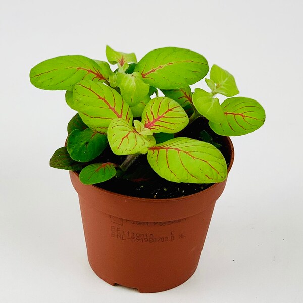 Fittonia Bubble Green "Nerve Plant" - House plant, 8cm Pot