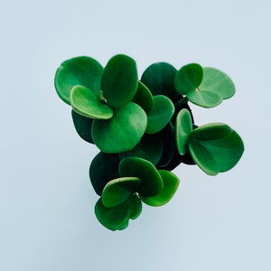 Peperomia Hope Trailing Houseplant - Plant in 6cm, 8.5cm or 12cm pots _