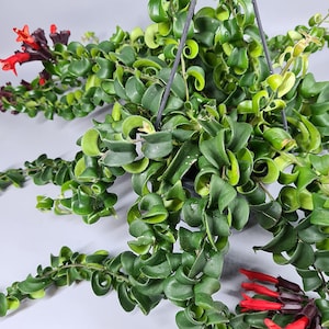 Aeschynanthus Rasta Lipstick Plant image 1